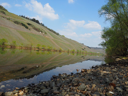 Die Mosel bei Brauneberg